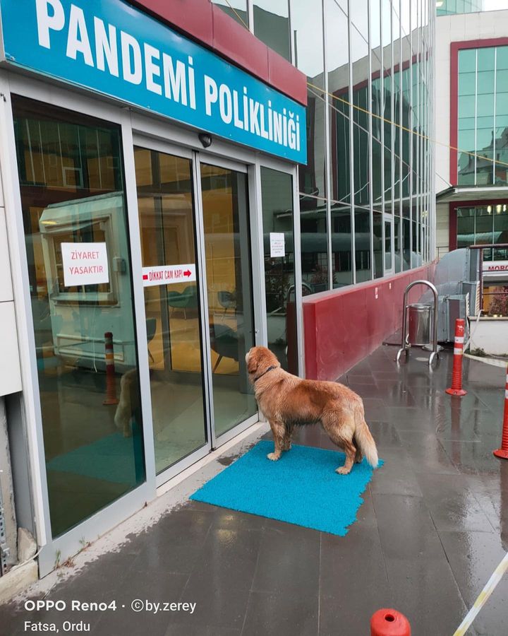 Sadık dost sahibini hastane önünde bekledi