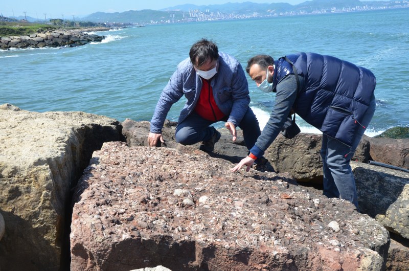 65 ile 200 milyon yıl öncesinde yaşayan canlıların ammonit fosili Fatsa’da