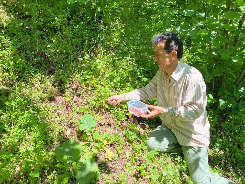 Dağ çilekleri toplanıyor
