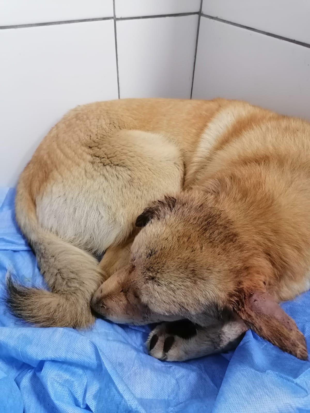 SİLAHLA YARALANAN KÖPEK GÖRME YETİSİNİ KAYBETTİ