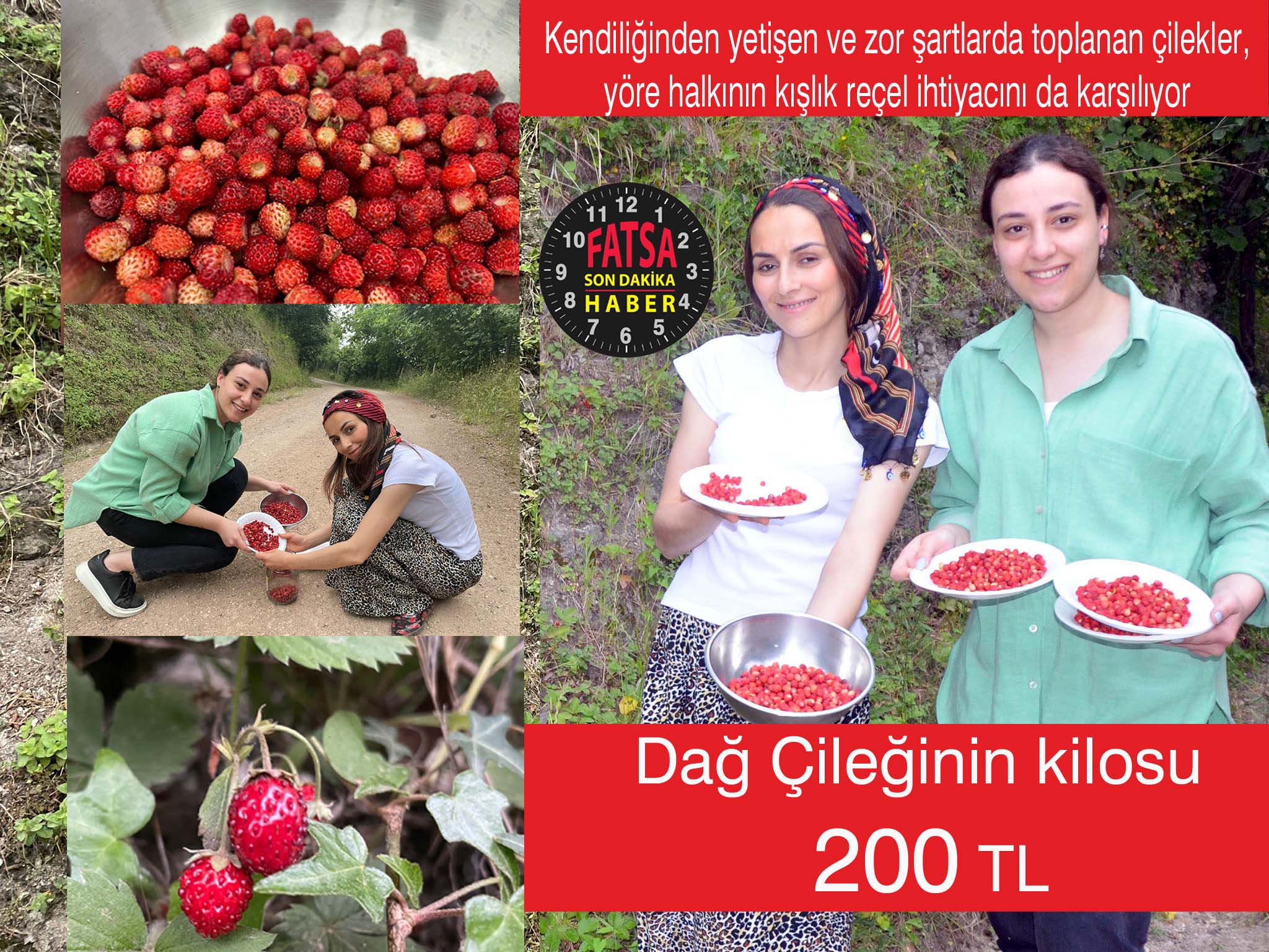 Bu çileğin kilosu 200 TL
