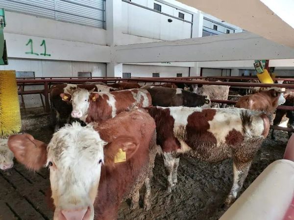 ORDU, TARIM VE HAYVANCILIKTA İDDİALI